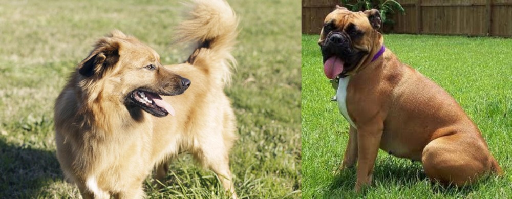 Valley Bulldog vs Basque Shepherd - Breed Comparison
