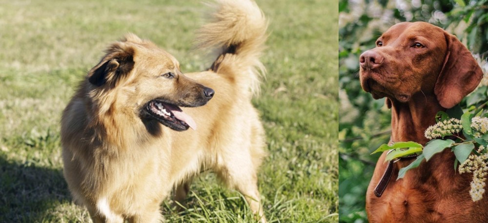 Vizsla vs Basque Shepherd - Breed Comparison