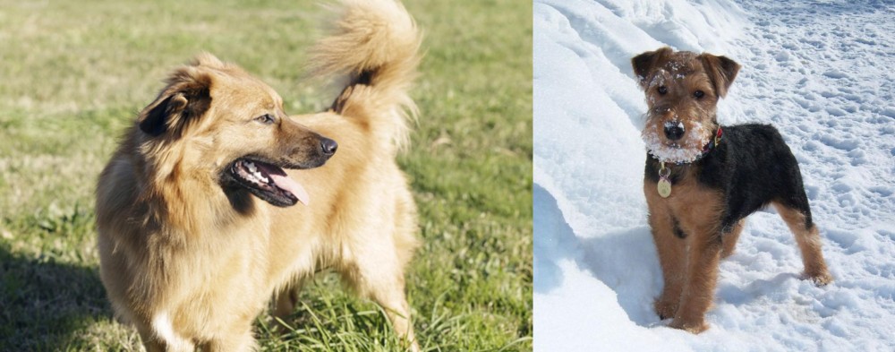Welsh Terrier vs Basque Shepherd - Breed Comparison