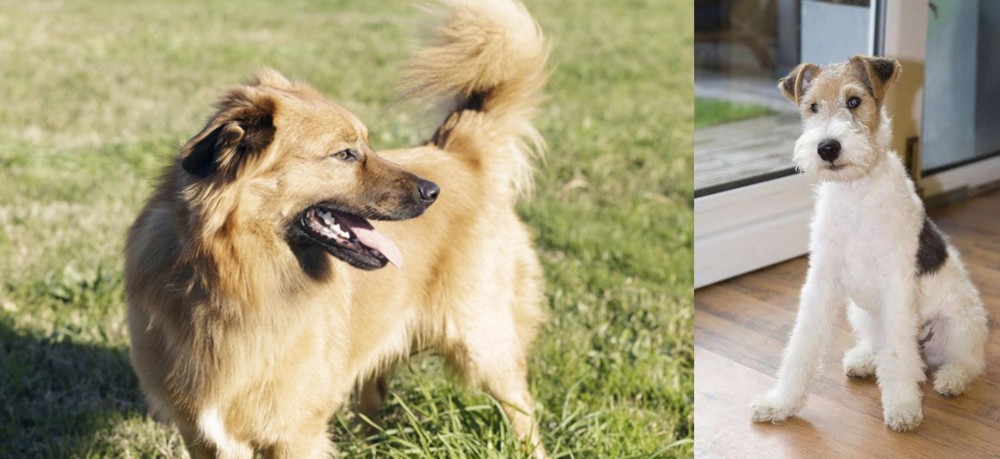 Wire Fox Terrier vs Basque Shepherd - Breed Comparison