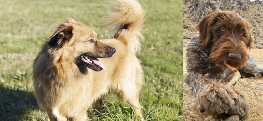 Wirehaired Pointing Griffon vs Basque Shepherd - Breed Comparison