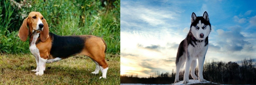 Alaskan Husky vs Basset Artesien Normand - Breed Comparison