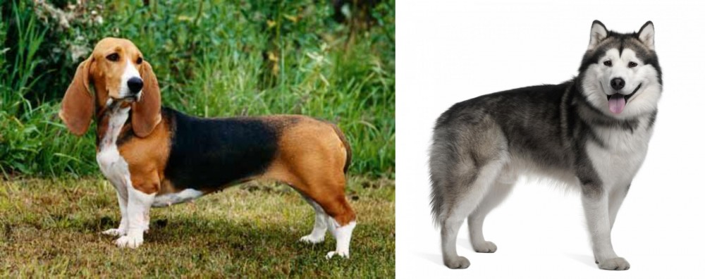 Alaskan Malamute vs Basset Artesien Normand - Breed Comparison