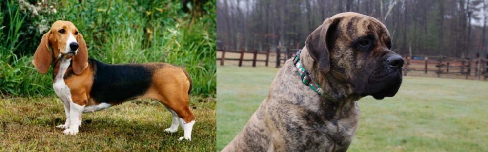 American Mastiff vs Basset Artesien Normand - Breed Comparison