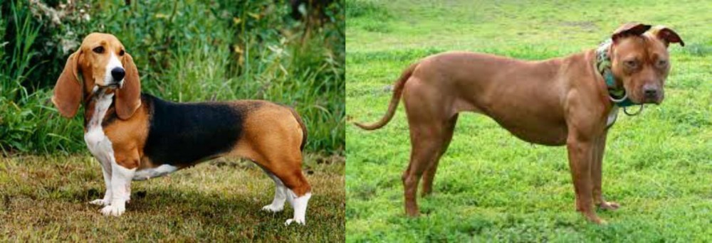 American Pit Bull Terrier vs Basset Artesien Normand - Breed Comparison