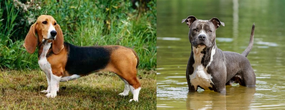American Staffordshire Terrier vs Basset Artesien Normand - Breed Comparison