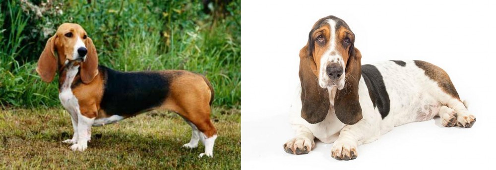 Basset Hound vs Basset Artesien Normand - Breed Comparison
