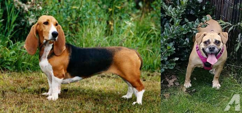 Beabull vs Basset Artesien Normand - Breed Comparison