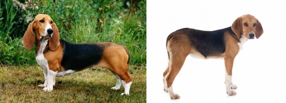 Beagle-Harrier vs Basset Artesien Normand - Breed Comparison