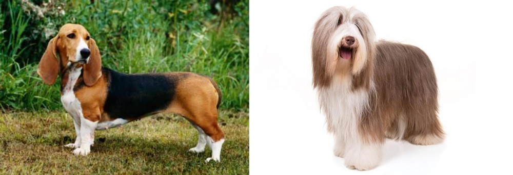 Bearded Collie vs Basset Artesien Normand - Breed Comparison