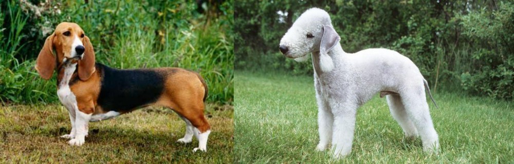 Bedlington Terrier vs Basset Artesien Normand - Breed Comparison