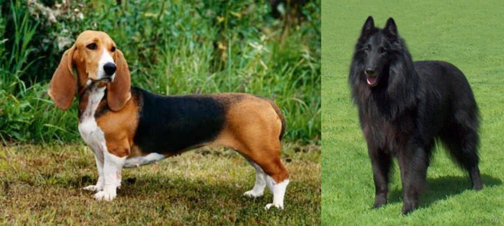 Belgian Shepherd Dog (Groenendael) vs Basset Artesien Normand - Breed Comparison