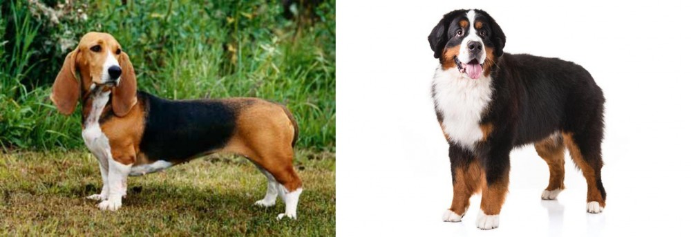 Bernese Mountain Dog vs Basset Artesien Normand - Breed Comparison