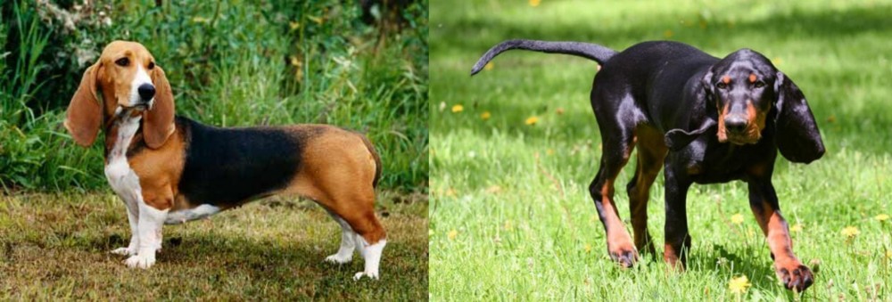 Black and Tan Coonhound vs Basset Artesien Normand - Breed Comparison