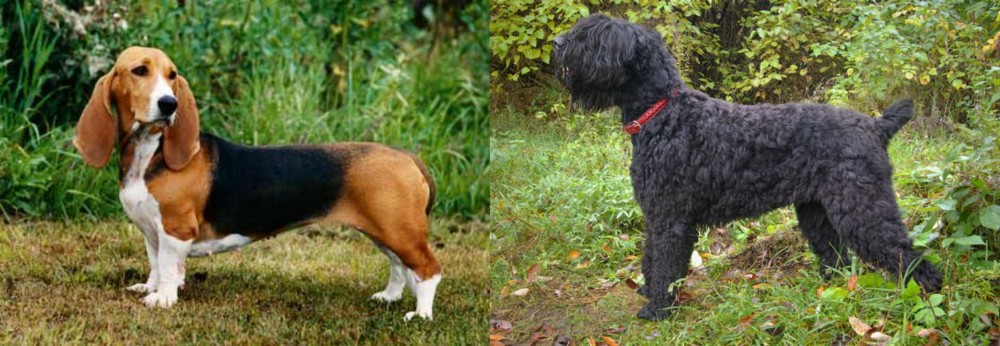 Black Russian Terrier vs Basset Artesien Normand - Breed Comparison