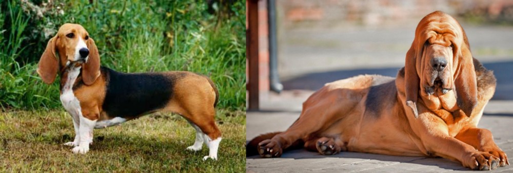 Bloodhound vs Basset Artesien Normand - Breed Comparison