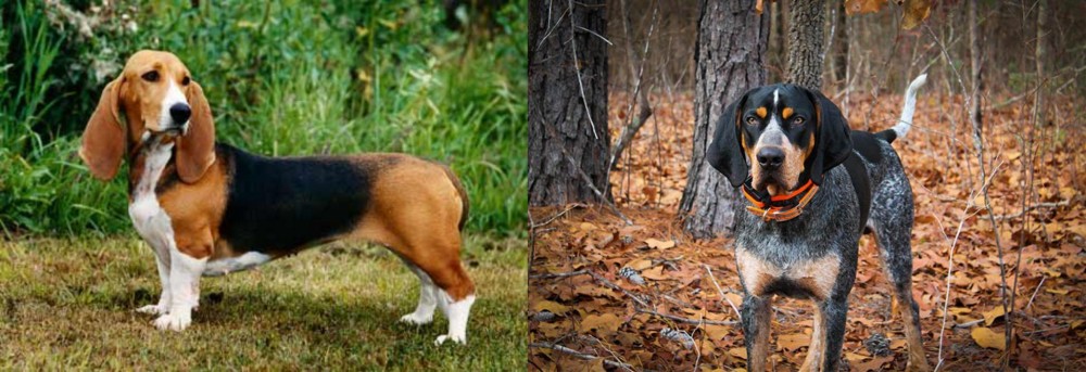 Bluetick Coonhound vs Basset Artesien Normand - Breed Comparison