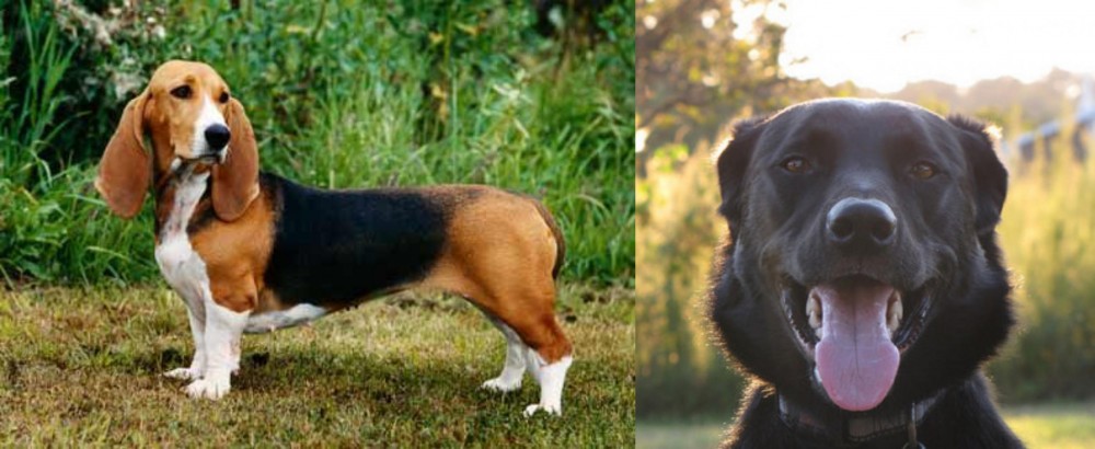 Borador vs Basset Artesien Normand - Breed Comparison
