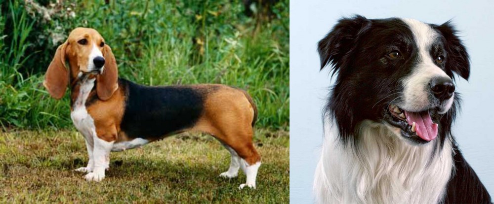 Border Collie vs Basset Artesien Normand - Breed Comparison