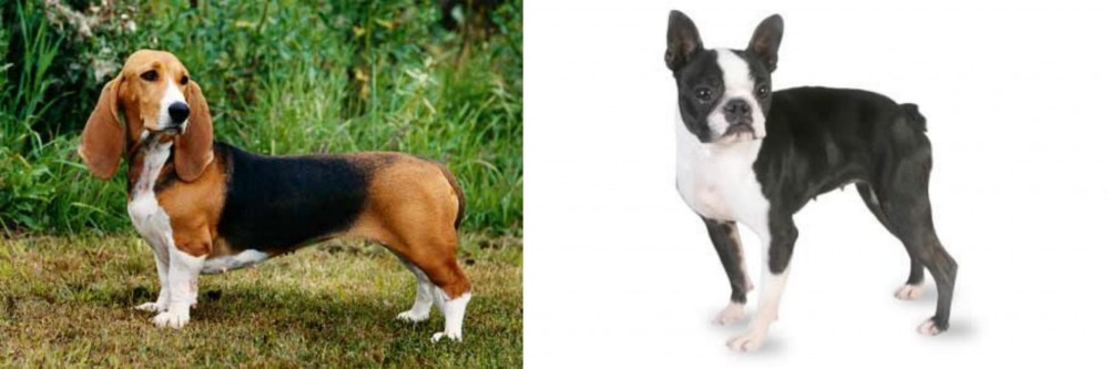 Boston Terrier vs Basset Artesien Normand - Breed Comparison