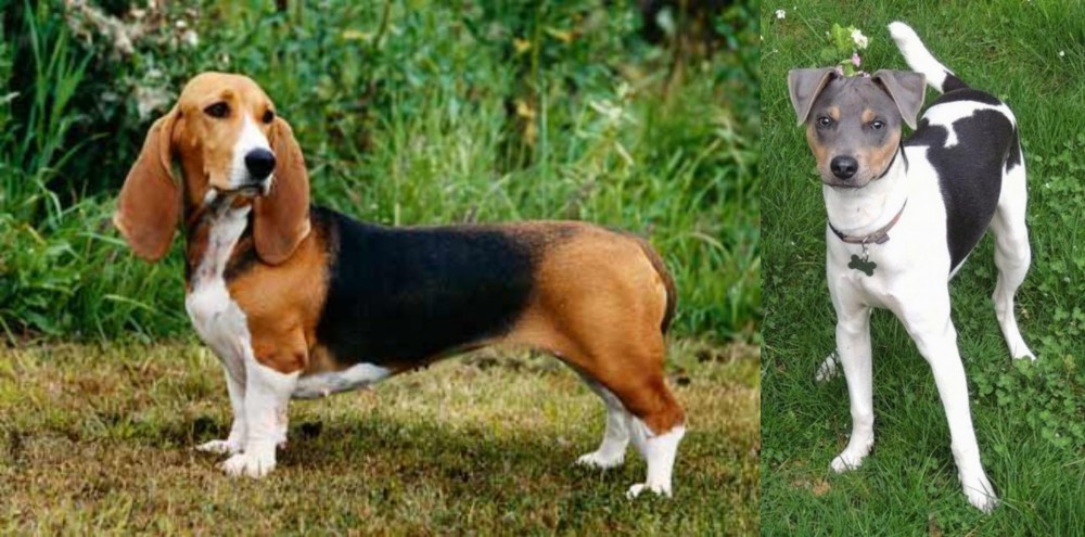 Brazilian Terrier vs Basset Artesien Normand - Breed Comparison