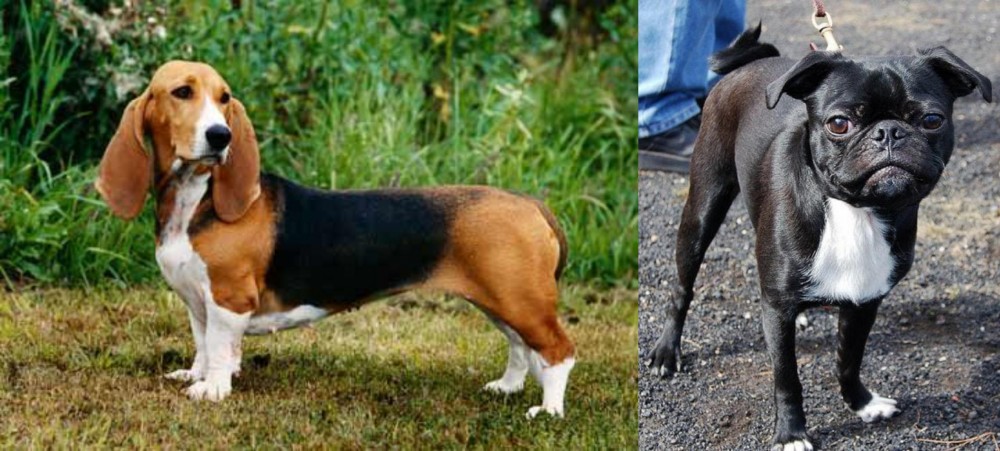 Bugg vs Basset Artesien Normand - Breed Comparison
