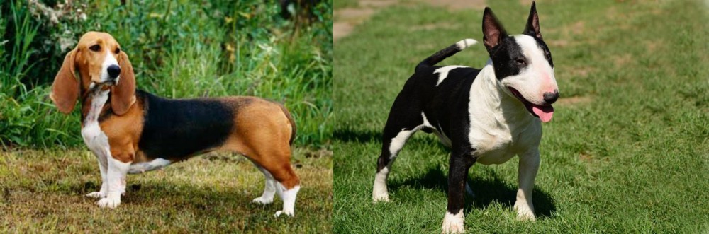 Bull Terrier Miniature vs Basset Artesien Normand - Breed Comparison