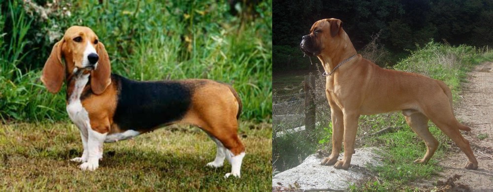 Bullmastiff vs Basset Artesien Normand - Breed Comparison