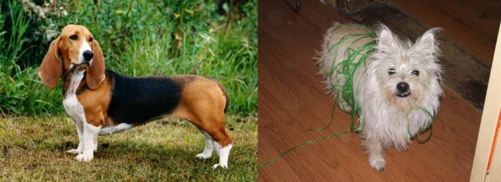 Cairland Terrier vs Basset Artesien Normand - Breed Comparison