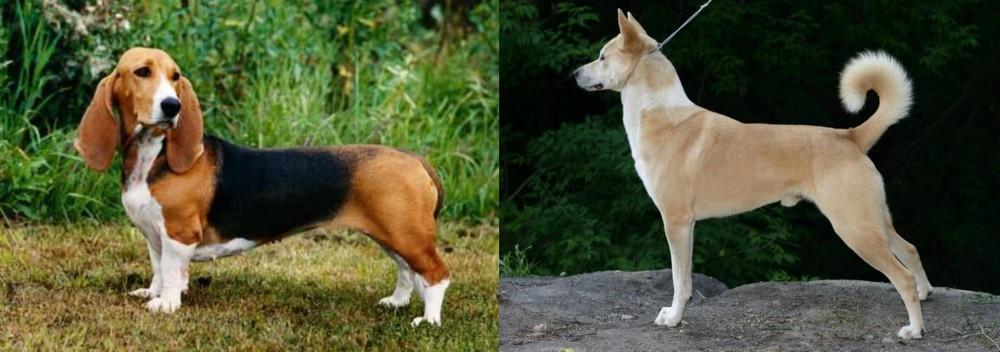Canaan Dog vs Basset Artesien Normand - Breed Comparison