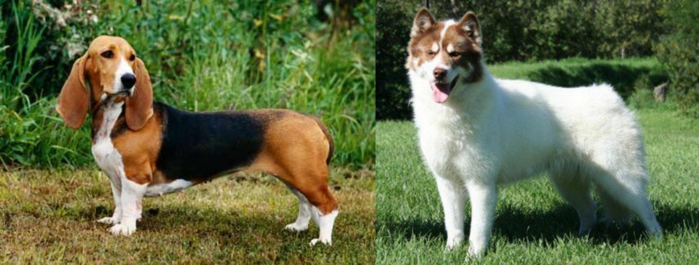 Canadian Eskimo Dog vs Basset Artesien Normand - Breed Comparison