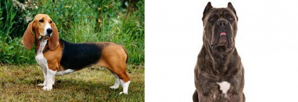 Cane Corso vs Basset Artesien Normand - Breed Comparison