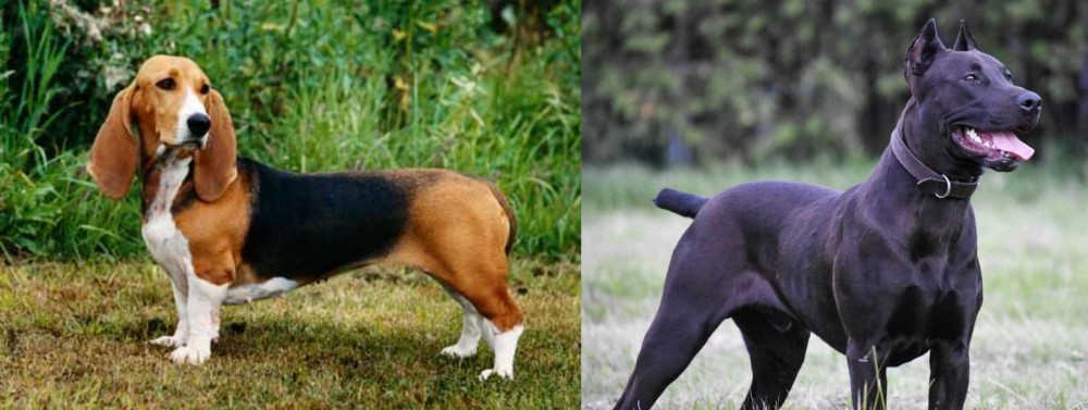 Canis Panther vs Basset Artesien Normand - Breed Comparison
