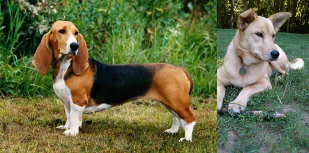 Carolina Dog vs Basset Artesien Normand - Breed Comparison