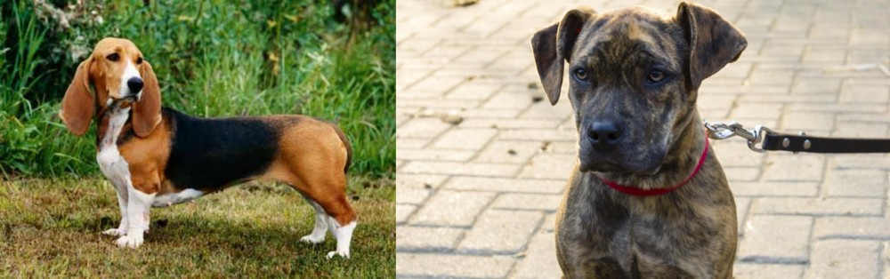 Catahoula Bulldog vs Basset Artesien Normand - Breed Comparison