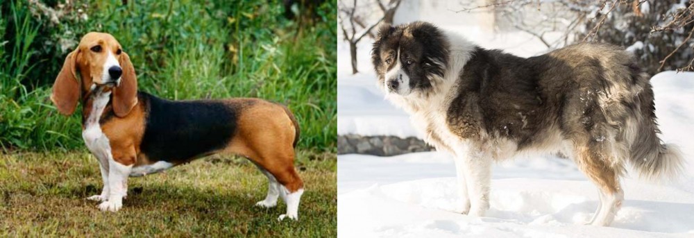 Caucasian Shepherd vs Basset Artesien Normand - Breed Comparison
