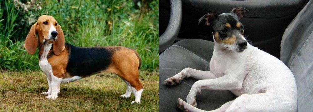 Chilean Fox Terrier vs Basset Artesien Normand - Breed Comparison