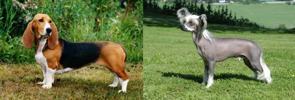 Chinese Crested Dog vs Basset Artesien Normand - Breed Comparison