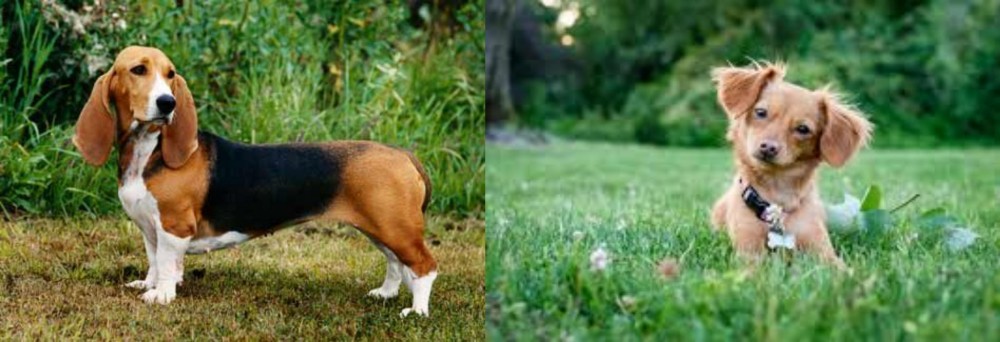 Chiweenie vs Basset Artesien Normand - Breed Comparison