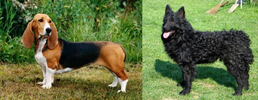 Croatian Sheepdog vs Basset Artesien Normand - Breed Comparison