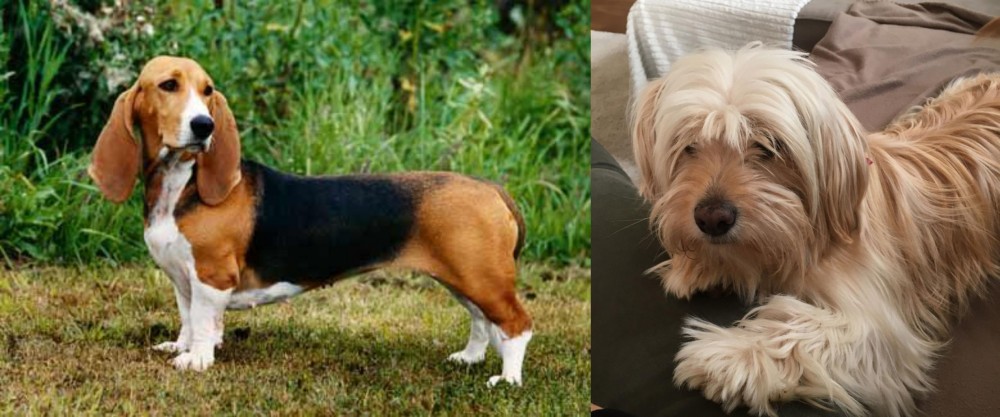 Cyprus Poodle vs Basset Artesien Normand - Breed Comparison