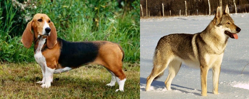 Czechoslovakian Wolfdog vs Basset Artesien Normand - Breed Comparison