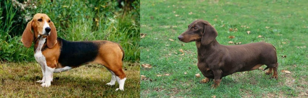 Dachshund vs Basset Artesien Normand - Breed Comparison