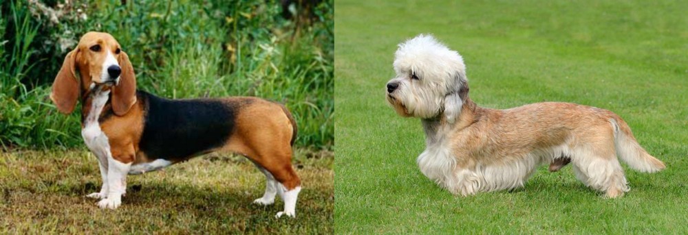 Dandie Dinmont Terrier vs Basset Artesien Normand - Breed Comparison