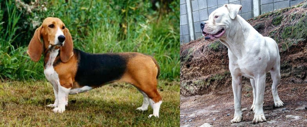 Dogo Guatemalteco vs Basset Artesien Normand - Breed Comparison