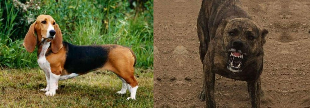 Dogo Sardesco vs Basset Artesien Normand - Breed Comparison