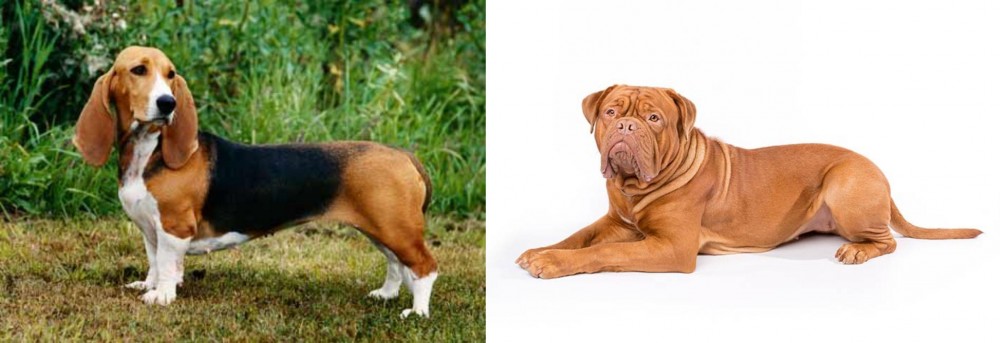 Dogue De Bordeaux vs Basset Artesien Normand - Breed Comparison