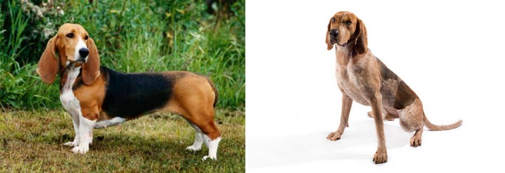 English Coonhound vs Basset Artesien Normand - Breed Comparison