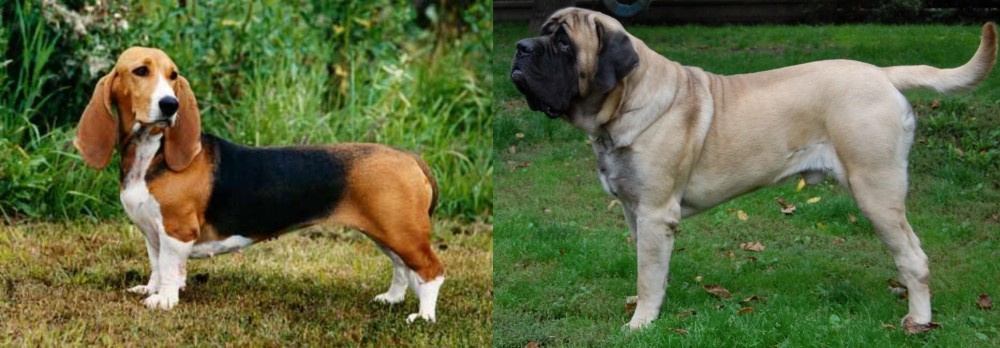 English Mastiff vs Basset Artesien Normand - Breed Comparison