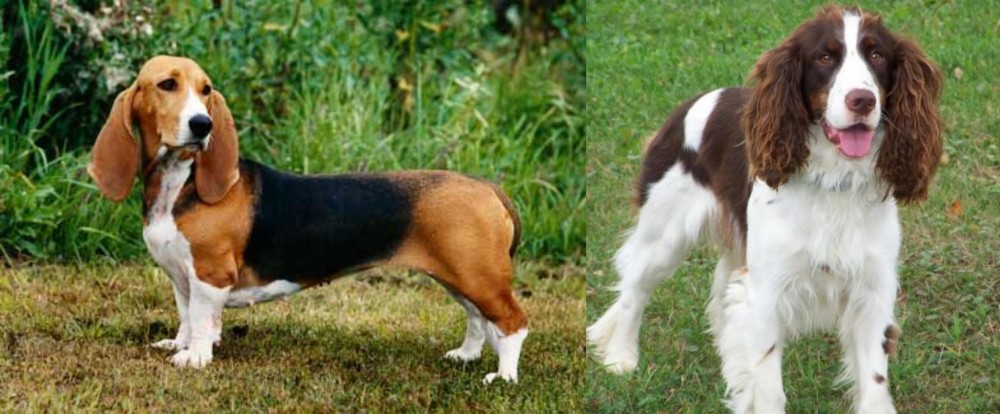 English Springer Spaniel vs Basset Artesien Normand - Breed Comparison